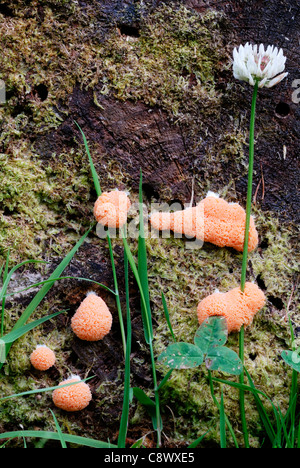 Die Kalkform (Myxomycete) Tubifera ferruginosa, Wales, Großbritannien. Stockfoto