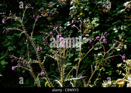 Cirsium palustre, Marsh Thistle, Wales, Großbritannien. Stockfoto