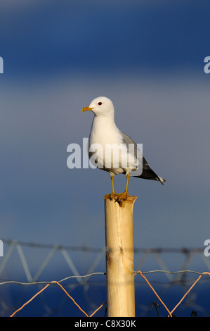 Gemeinsamen Gull (Larus Canus) gehockt Zaunpfahl, Varanger, Norwegen Stockfoto