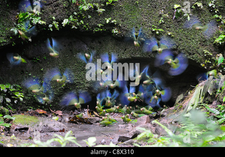 Kobalt-winged Sittich (Brotogeris Cyanoptera) Gruppe wegfliegen von Salzlecke, Yasuni-Nationalpark in Ecuador Stockfoto