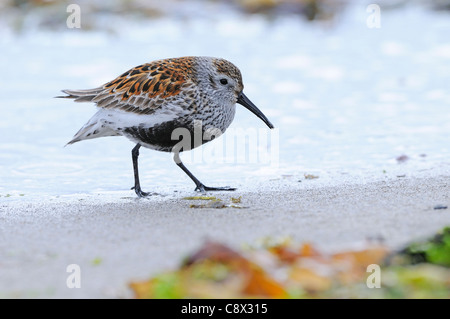 Alpenstrandläufer (Calidris Alpina) Erwachsene für die Zucht von Pluamge, zu Fuß am Sandstrand, Varanger, Norwegen Stockfoto