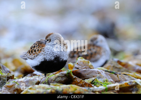 Alpenstrandläufer (Calidris Alpina) Erwachsenen paar Schlafplatz am Meer Ufer, Varanger, Norwegen Stockfoto