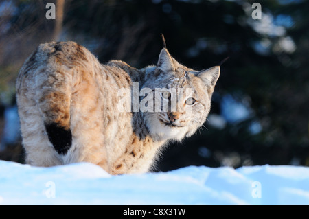 Europäische Luchs (Lynx Lynx) Wandern im Schnee, Gefangenschaft, Norwegen Stockfoto