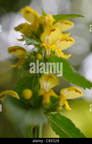 Gelbe Erzengel (Lamium Galeobdolon). Blüte. Bretagne, Frankreich. Mai. Stockfoto