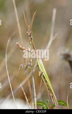 Erwachsene männliche Conehead Mantis (Empusa Pennata). Auf dem Causse de Gramat, viel Region, Frankreich. Stockfoto