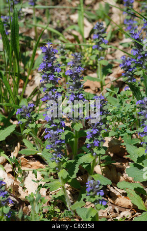 Bugle (Ajuga Genevensis) Blüte blau. Lot Region, Frankreich. Mai. Stockfoto