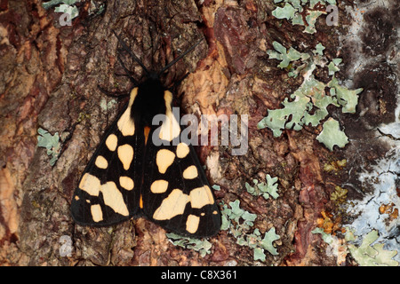 Creme-Ort Tiger Moth (Arctia Villica) ruht auf einem Baumstamm. Ariege Pyrenäen, Frankreich. Mai. Stockfoto