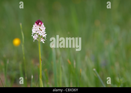 Orchidee (Orchis Ustulata) Blüte verbrannt in einer Wiese. Ariege Pyrenäen, Frankreich. Mai. Stockfoto