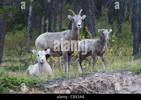 Bighorn Schafe Familie, Banff Nationalpark, Alberta, Kanada Stockfoto