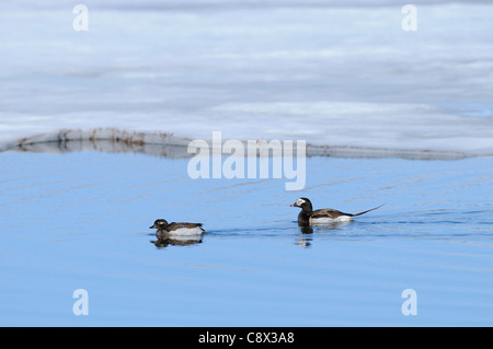 Eisente (Clangula Hyernalis) erwachsenen Männchen und Weibchen schwimmen zusammen auf arktischen See im Sommer Zucht Gefieder, Varang Stockfoto