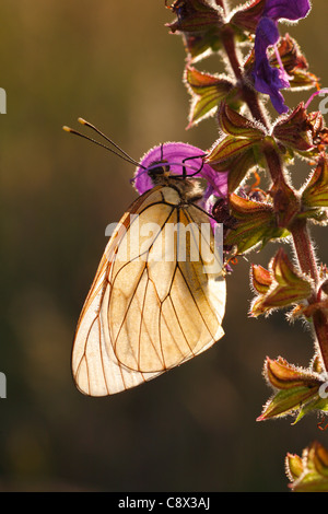 Schwarz geäderten weißer Schmetterling (Aporia Crataegi) Schlafplatz auf Wiese Salbei (Salvia Pratensis) im Morgengrauen. Stockfoto