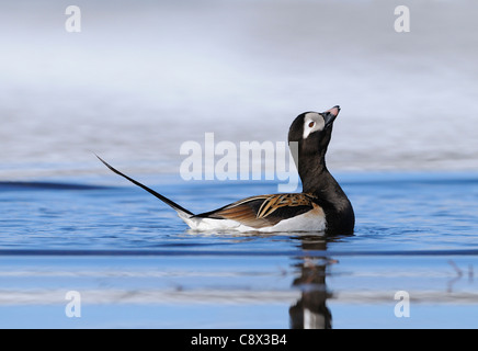 Eisente (Clangula Hyernalis) Männchen Schwimmen im Sommer Zucht Gefieder, Kopf erhoben in der Werbung, Anzeige, Varang Stockfoto