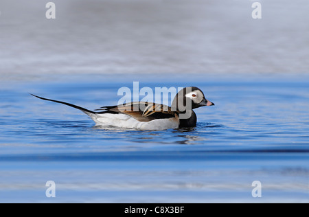 Eisente (Clangula Hyernalis) Männchen Schwimmen im arktischen See im Sommer Zucht Gefieder, Varanger, Norwegen Stockfoto