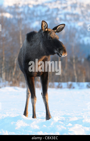 Europäischer Elch (Alces Alces) stehen im Schnee, Norwegen Stockfoto