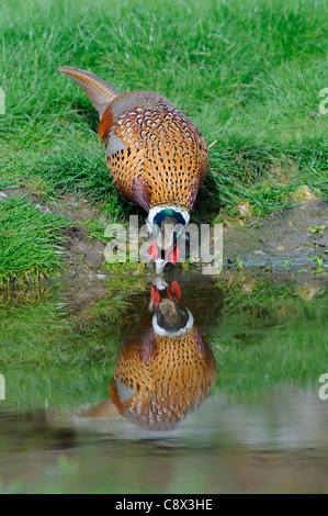 Gemeinsamen Fasan (Phasianus Colchicus) erwachsenen männlichen Trinkwasser, Oxfordshire, Vereinigtes Königreich Stockfoto