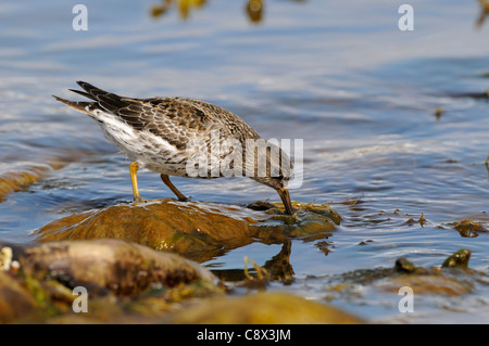 Meerstrandläufer (Calidris Maritima) Fütterung am Ufer des Meeres, Varanger, Norwegen Stockfoto