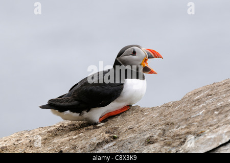 Papageitaucher (Fratercula Arctica) setzte auf Felsen mit der Aufforderung, Varanger, Norwegen Stockfoto