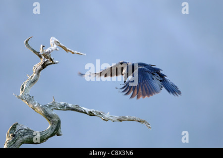 Raven Sie (Corvus Corax) über den Boden auf toter Baum, Norwegen Stockfoto