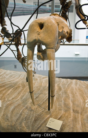 Walross (Odobenus Rosmarus) Schädel und Stoßzähne Stockfoto