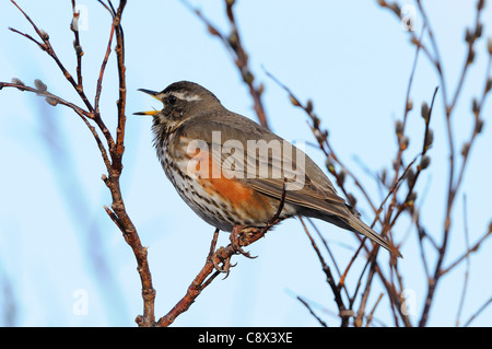 Rotdrossel (Turdus Iliacus) Erwachsenen territorialen Gesang, Varanger, Norwegen Stockfoto