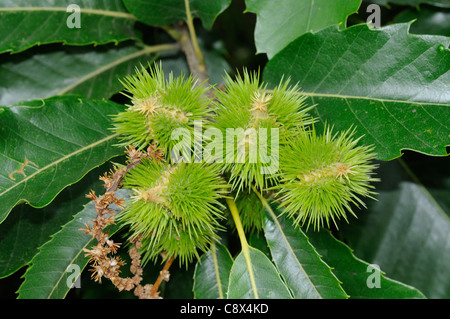 Früchte der Edelkastanie (Castanea Sativa) Stockfoto