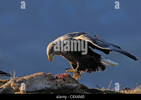 Seeadler (Haliaeetus Horste) Fütterung auf Hirsche Karkasse, Norwegen Stockfoto