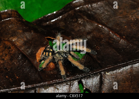 Vogelspinne, Baby unter Laubstreu auf Waldboden, Yasuni-Nationalpark in Ecuador Stockfoto