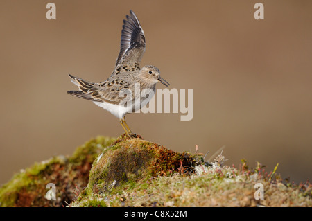 Temminck Stint (Calidris Temminckii) territoriale Display, im Sommer Zucht Gefieder, Varanger, Norwegen Stockfoto