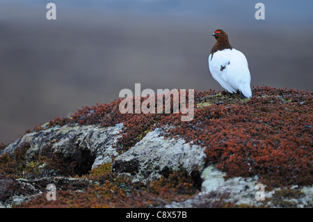 Moorschneehuhn (Lagopus Lagopus) ruht auf Heidekraut bedeckt Rock, Varanger, Norwegen Stockfoto