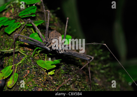 Tailless Peitsche-Skorpion (Amblypygida) auf Baumstamm, Yasuni-Nationalpark in Ecuador Stockfoto