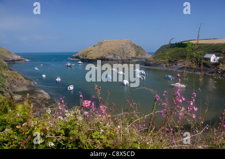 Abercastle Hafen mit Booten North Pembrokeshire West Wales UK Stockfoto