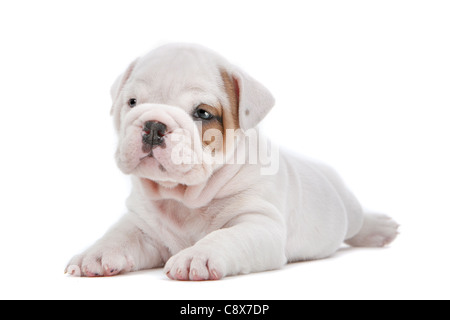 Englische Bulldogge Welpen vor einem weißen Hintergrund Stockfoto