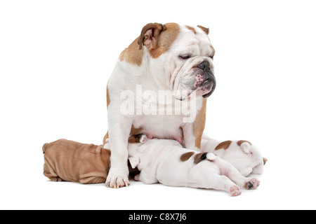 Welpen Konsummilch aus Mutter Hund vor einem weißen Hintergrund Stockfoto