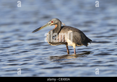 Dreifarbigen Heron (Egretta Tricolor) Stockfoto