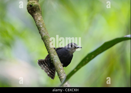 Weiße-throated Ant Vogel Gymnopithys Salvini Tambopata Peru Stockfoto