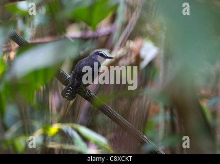 Weiße-throated Ant Vogel Gymnopithys Salvini Tambopata Peru Stockfoto