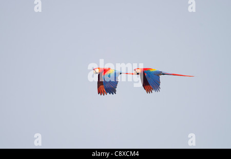 Scharlachrote Aras Ara Macao Tambopata, Amazonas-Regenwald Peru Stockfoto