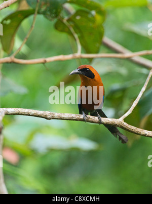 Breit-billed Motmot Elektron Platyrhynchum Tambopata Peru Stockfoto