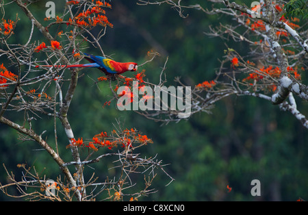 Scharlachrote Aras Ara Macao Tambopata, Amazonas-Regenwald Peru Stockfoto