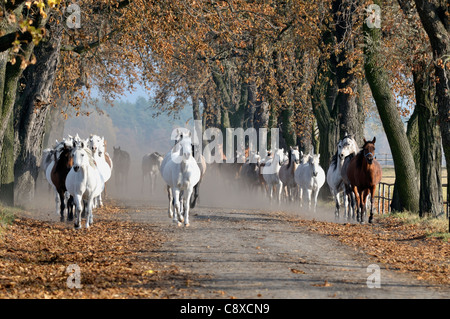 Arabische Pferde in den Stall laufen. Stockfoto