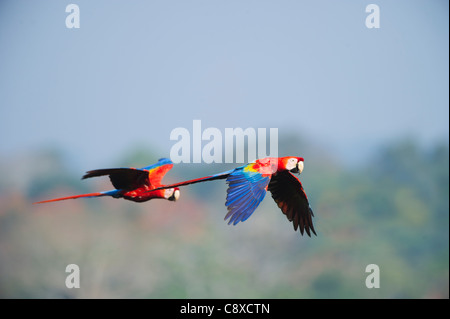 Scharlachrote Aras Ara Macao Tambopata, Amazonas-Regenwald Peru Stockfoto