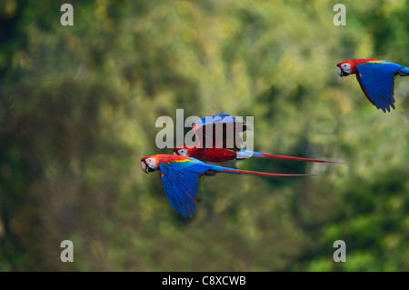 Scharlachrote Aras Ara Macao Tambopata, Amazonas-Regenwald Peru Stockfoto