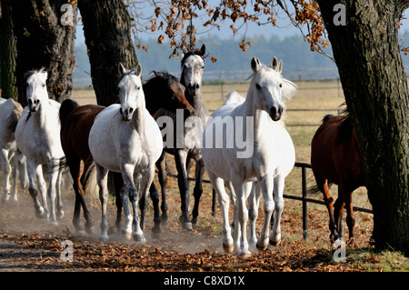 Arabische Pferde in den Stall laufen. Stockfoto