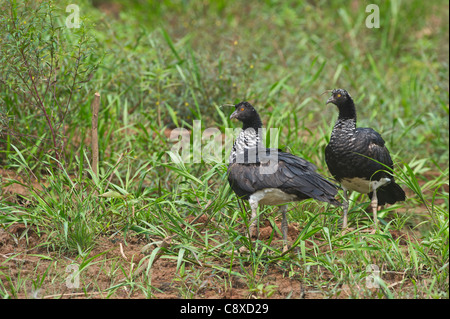 Gehörnte Screamer Anhima Cornuta paar Tambopata peruanischen Amazonas Stockfoto