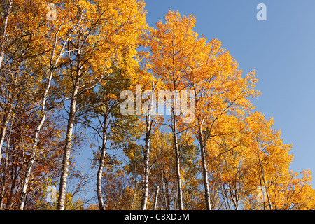 Herbstliche Ansicht der Espe Bäume im nördlichen Minnesota. Stockfoto