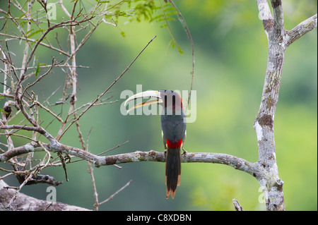 Elfenbein-billed Aracari Pteroglossus Azara Amazonas Nr Iquitos Peru Stockfoto