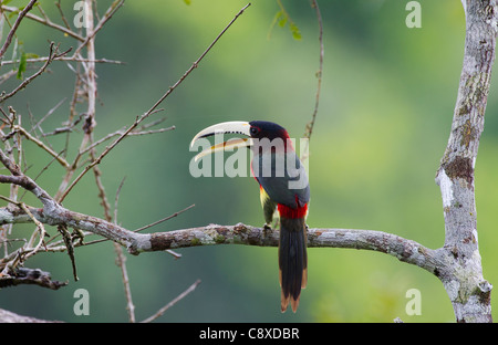 Elfenbein-billed Aracari Pteroglossus Azara Amazonas Nr Iquitos Peru Stockfoto