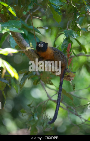 Golden-Jaguaren Tamarin Saguinus Tripartitus oberen Amazonas Peru Stockfoto