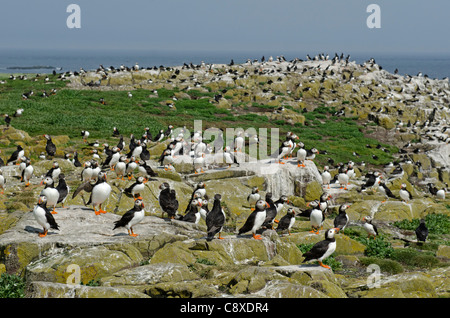 Papageitaucher Fratercula Arctica auf Inner Farne Northumberland Juli Stockfoto