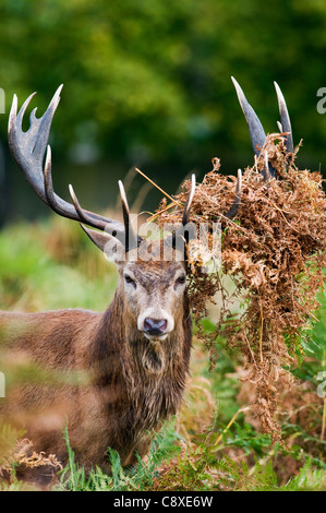 Rotwild-Brunft Stockfoto